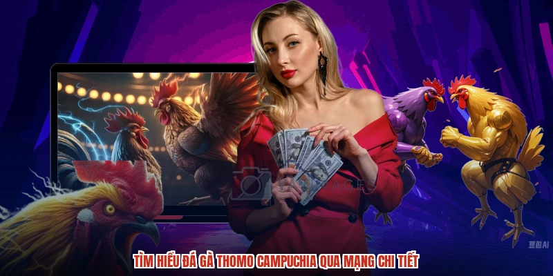 Tìm hiểu đá gà thomo Campuchia qua mạng chi tiết