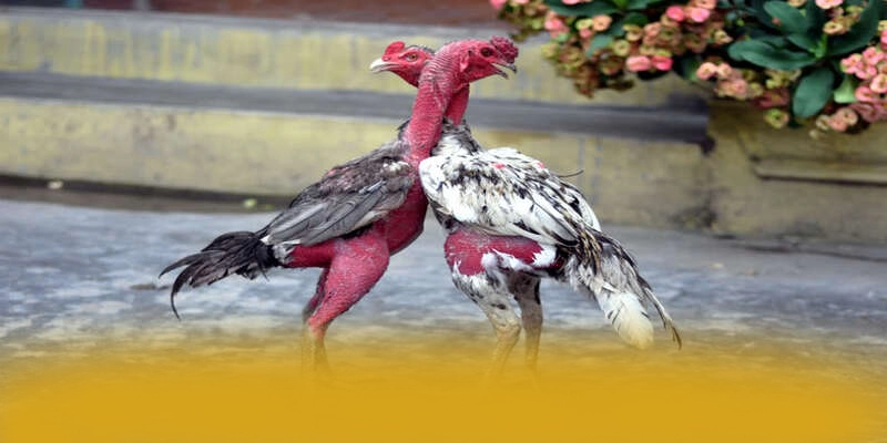 Quy trình nạp rút tiền tiện lợi tại [THUONG_HIEU]