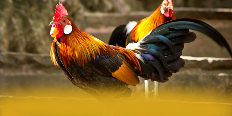 SUNWIN - Đánh giá tổng thể một cách chi tiết.